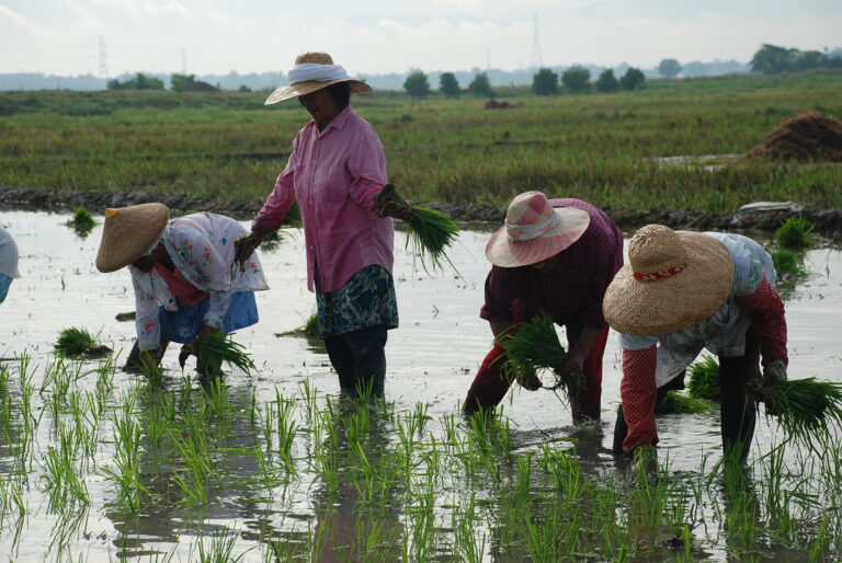 Filipino women working in rice fields