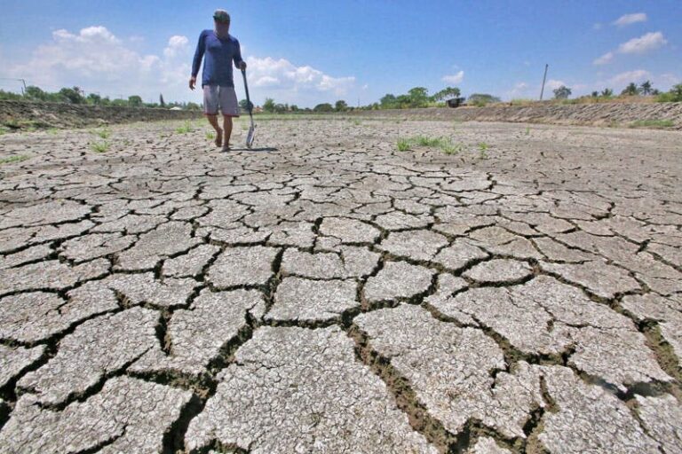 A resident walks on a dried-up fish pond in Candaba town, Pampanga