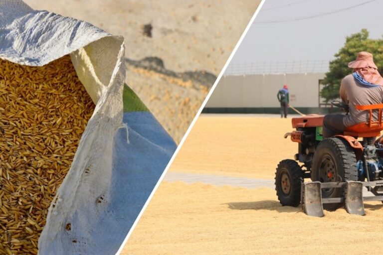 Rice stored in sacks and a man driving a tractor