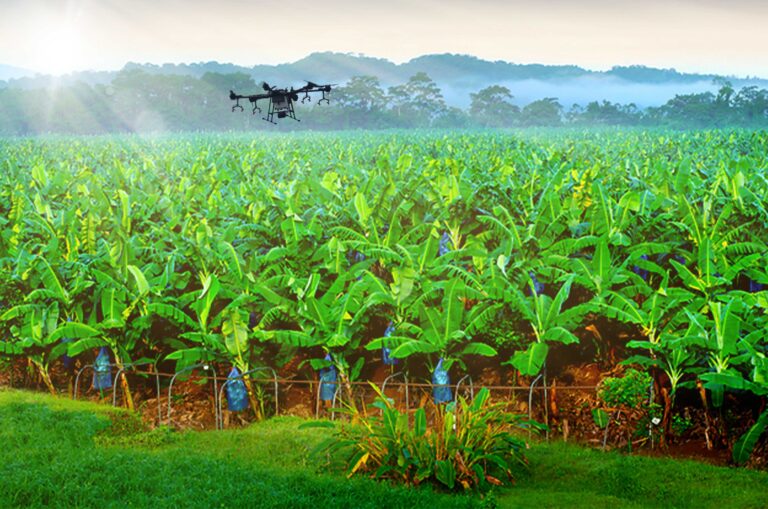 Rice self-sufficiency could soon be attained with the use of drone technology