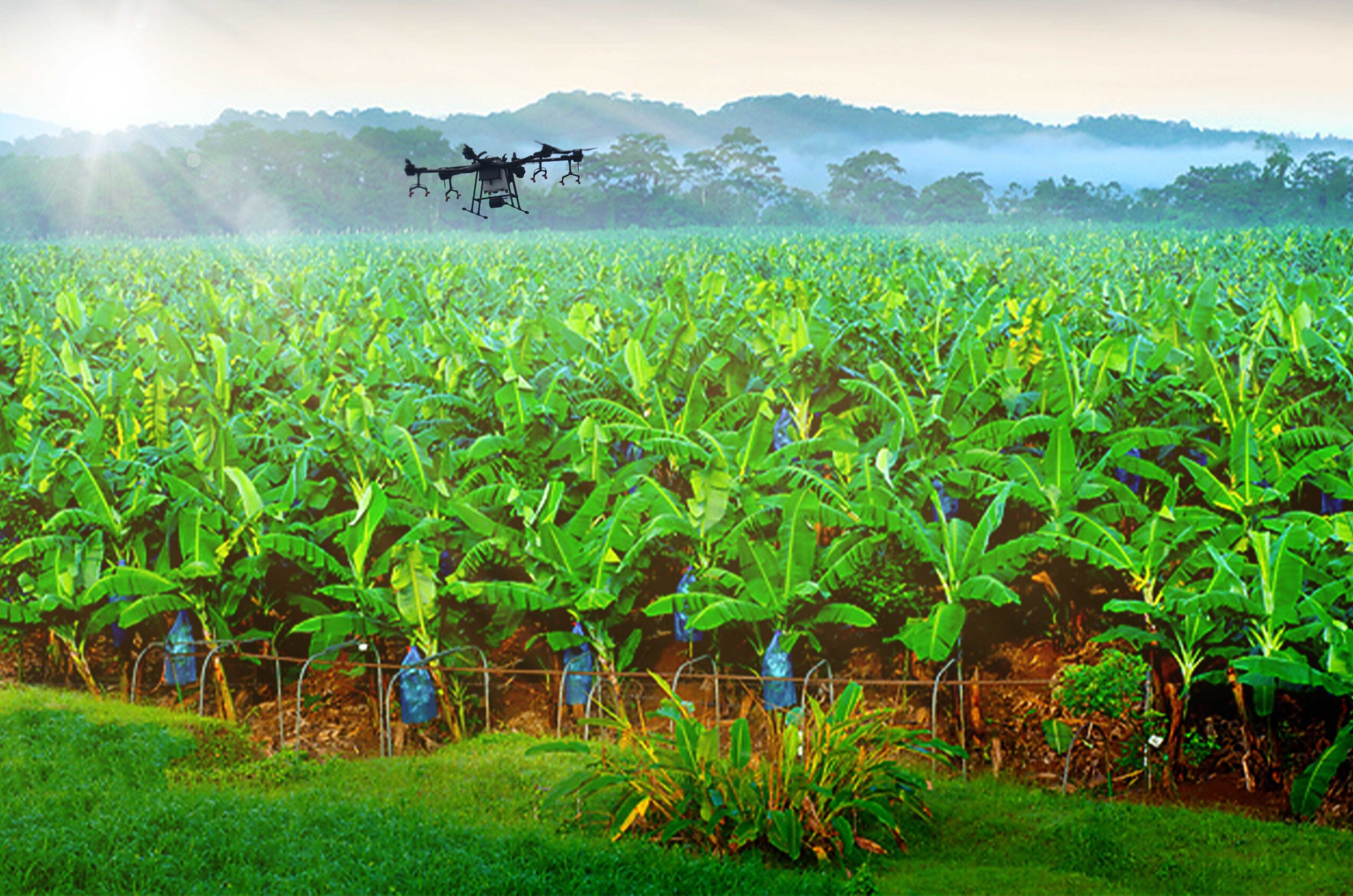 Rice self-sufficiency could soon be attained with the use of drone technology