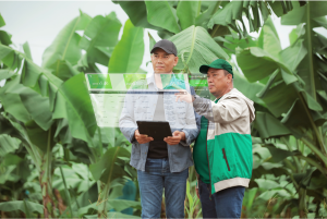 Two people training to fly drones in a rice field