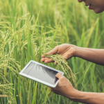 A farmer checks out rice for harvest using a tablet as digital micro banks deliver finance in remote barangays