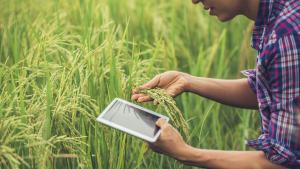 A farmer checks out rice for harvest using a tablet as digital micro banks deliver finance in remote barangays
