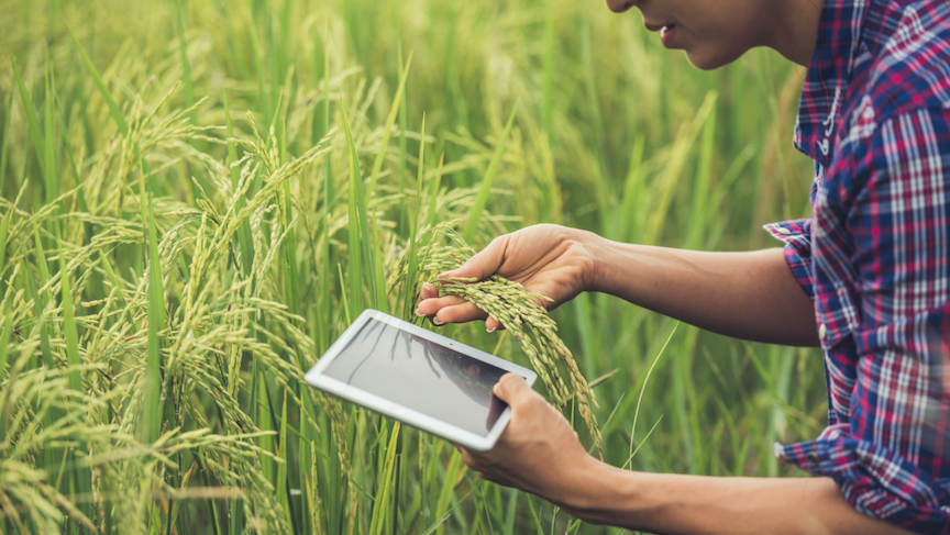 A farmer checks out rice for harvest using a tablet as digital micro banks deliver finance in remote barangays
