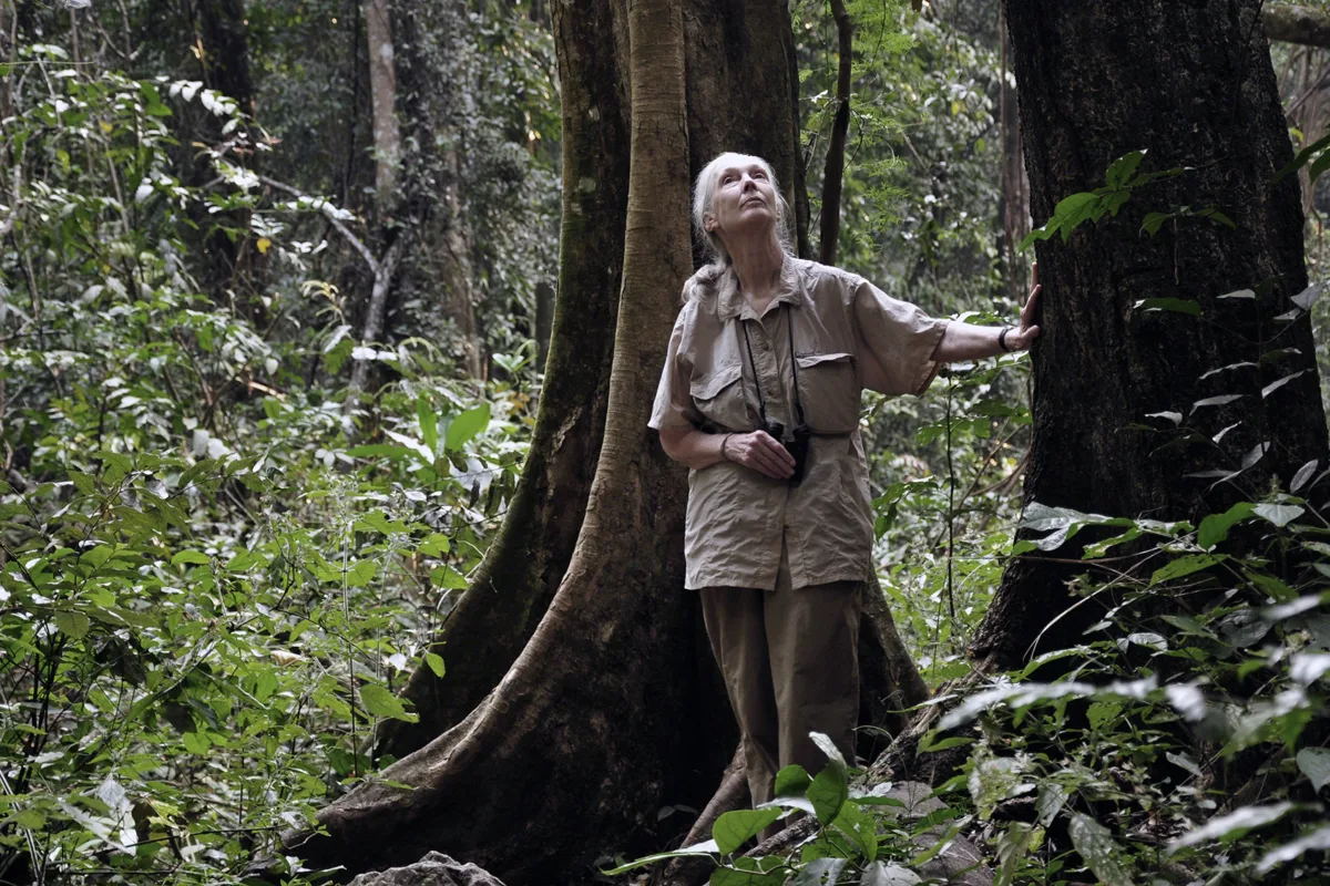 Jane Goodall (in photo) gets AWS backing in digital transformation of Institute’s archives with $1M AI investment from AWS
