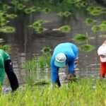 Flood-hit farmers and fishers can borrow up to ₱35,000 interest-free under AGRI-RECOVER